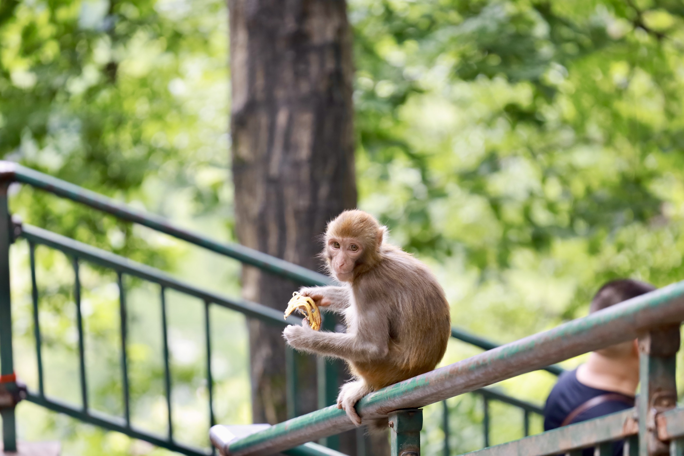 Photograph made in Guiyang, China, July 2026