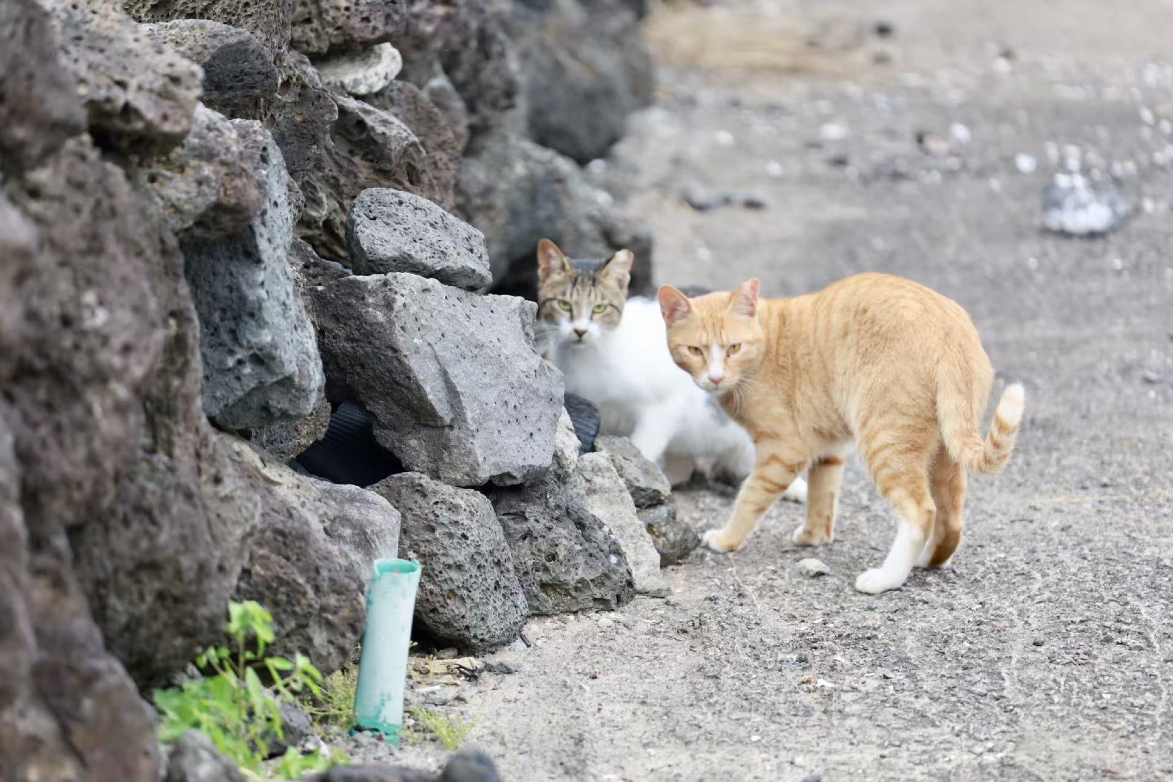 Photograph made in Jeju, South Korea, July 2026
